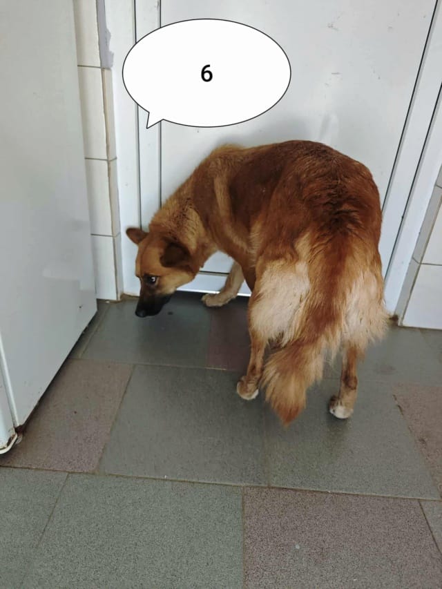 Shiory, chien à l'adoption