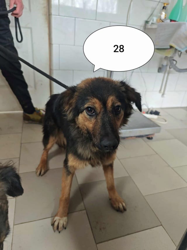 Shiraz, chien à l'adoption