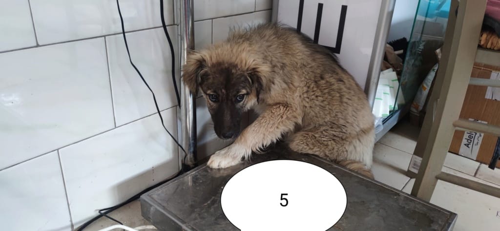 Shirin, chien à l'adoption