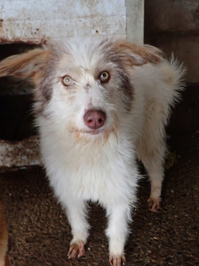 Shyley, chien à l'adoption