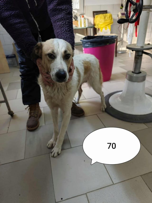 Siana, chien à l'adoption