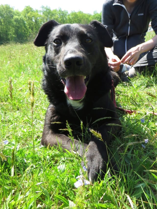 Sigismund, chien à l'adoption