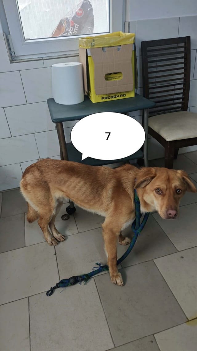 Silco, chien à l'adoption