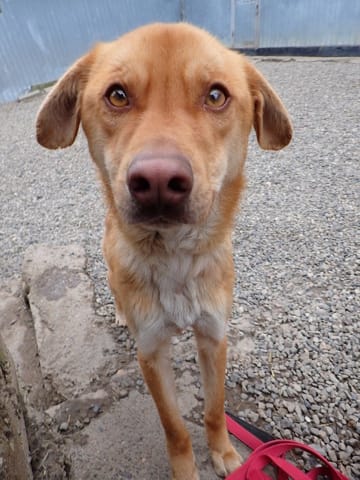 Silco, chien à l'adoption
