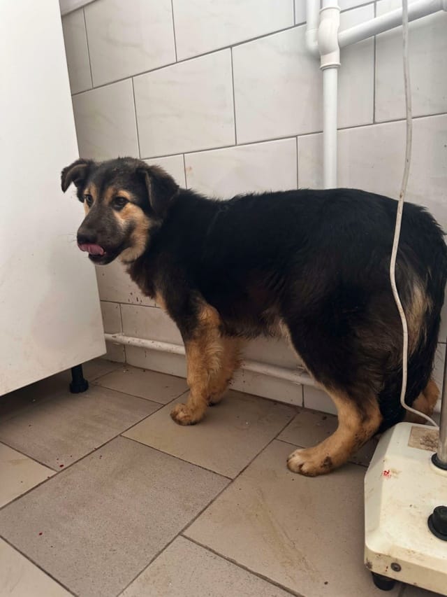 Sinclair, chien à l'adoption
