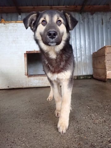 Sinclair, chien à l'adoption