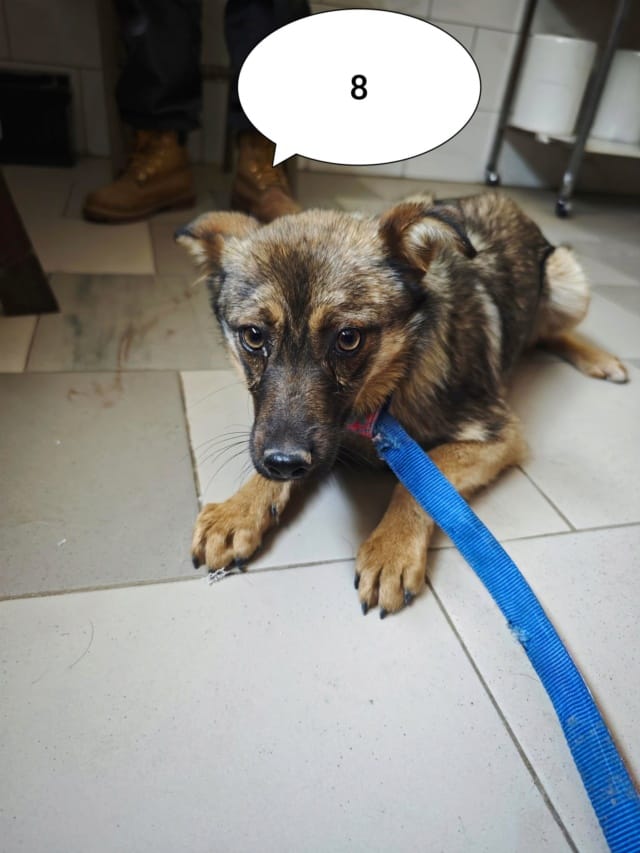 Sirene, chien à l'adoption