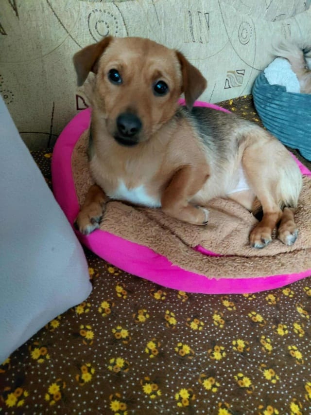 Sisi, chien à l'adoption