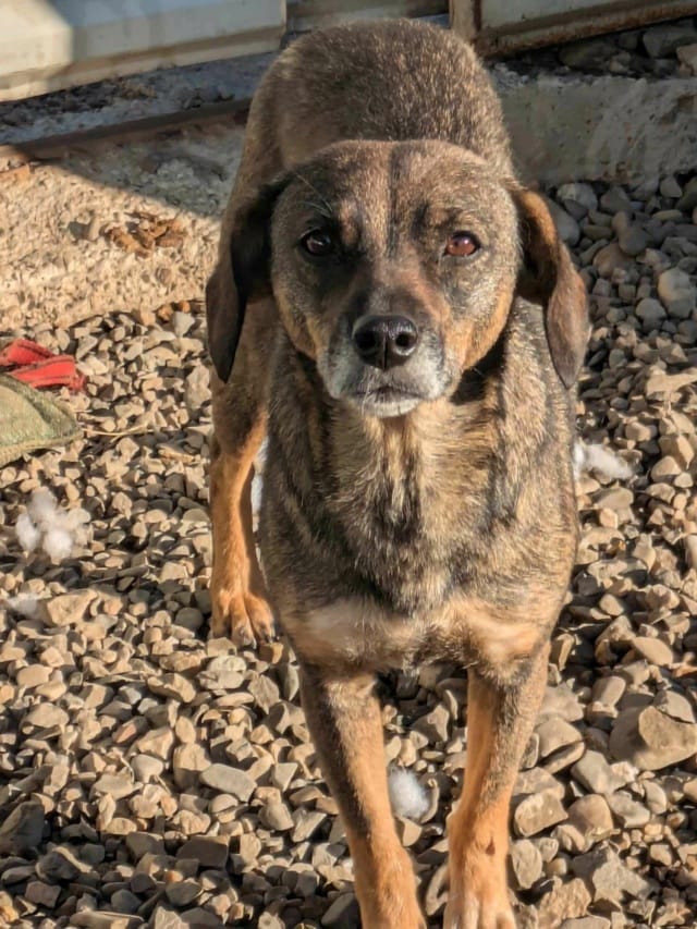 Siska, chien à l'adoption
