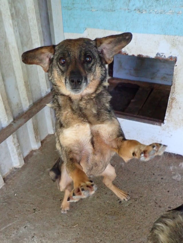 Siska, chien à l'adoption