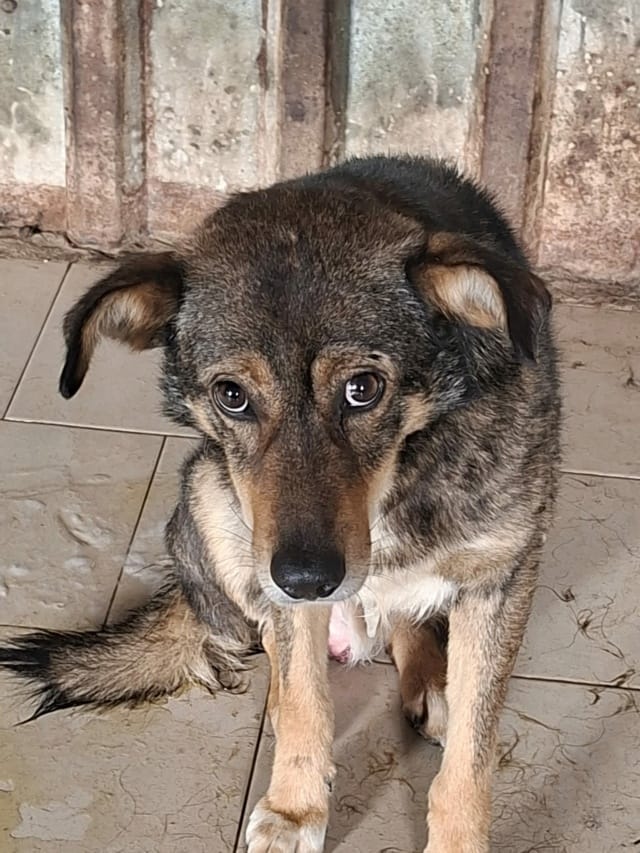 Skenner, chien à l'adoption