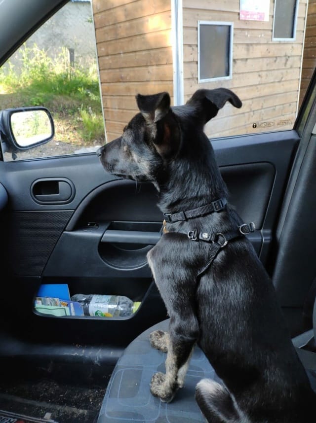 Skippy, chien à l'adoption