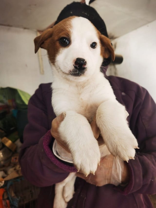 Smartie, chien à l'adoption