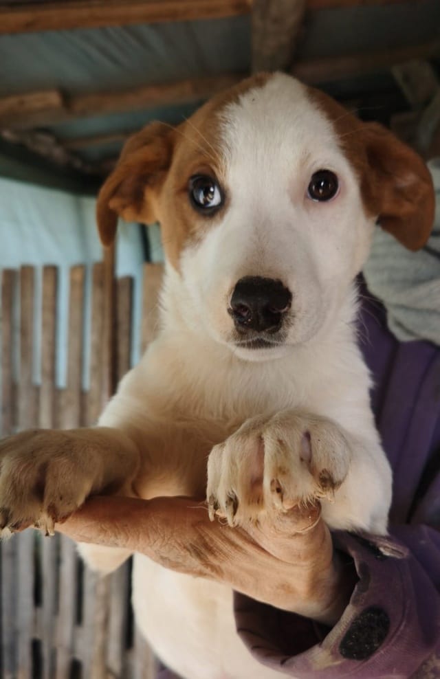 Smartie, chien à l'adoption