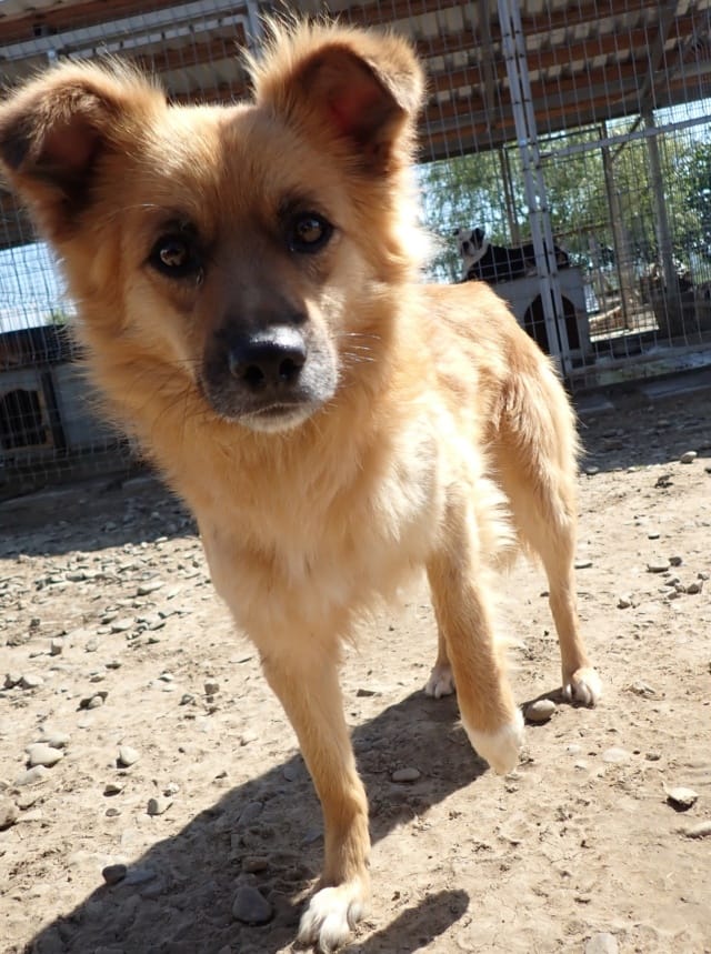 Snoopy, chien à l'adoption