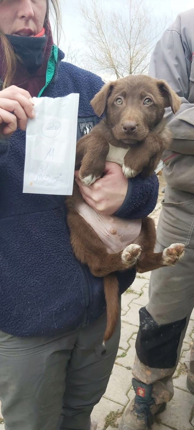 Solaar, chien à l'adoption