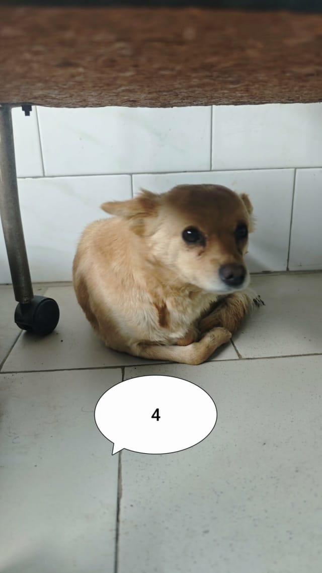 Soline, chien à l'adoption