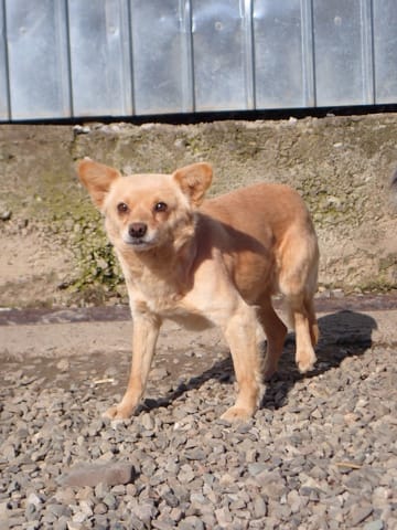 Soline, chien à l'adoption