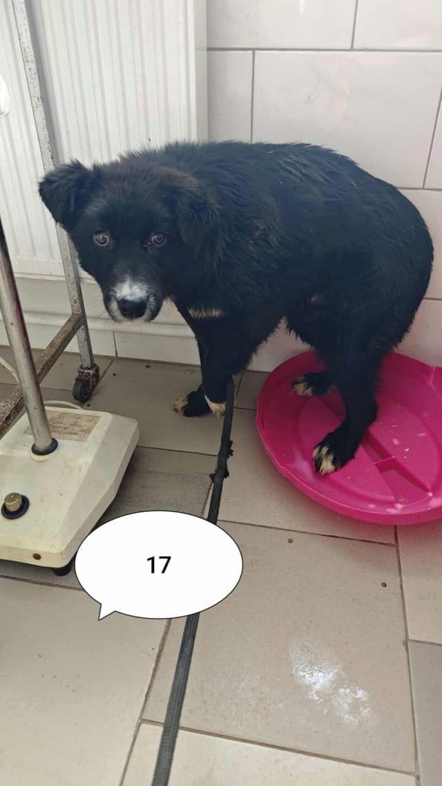 Speedy, chien à l'adoption
