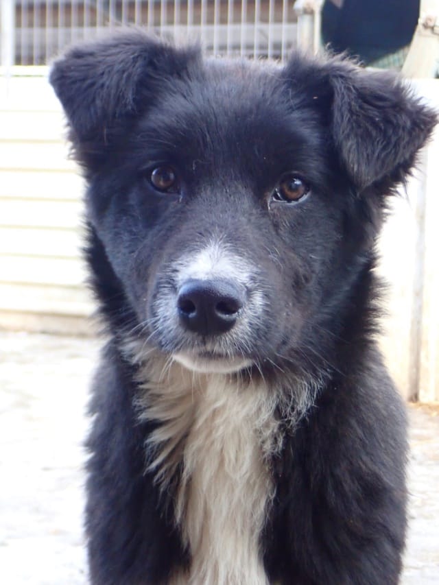 Speedy, chien à l'adoption