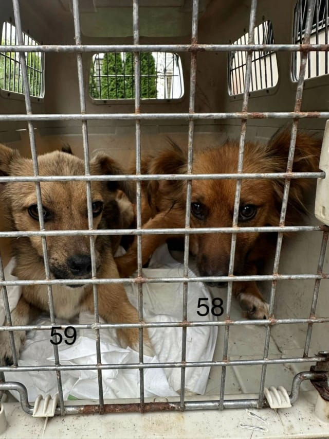 Starsky, chien à l'adoption