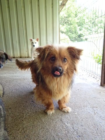 Starsky, chien à l'adoption