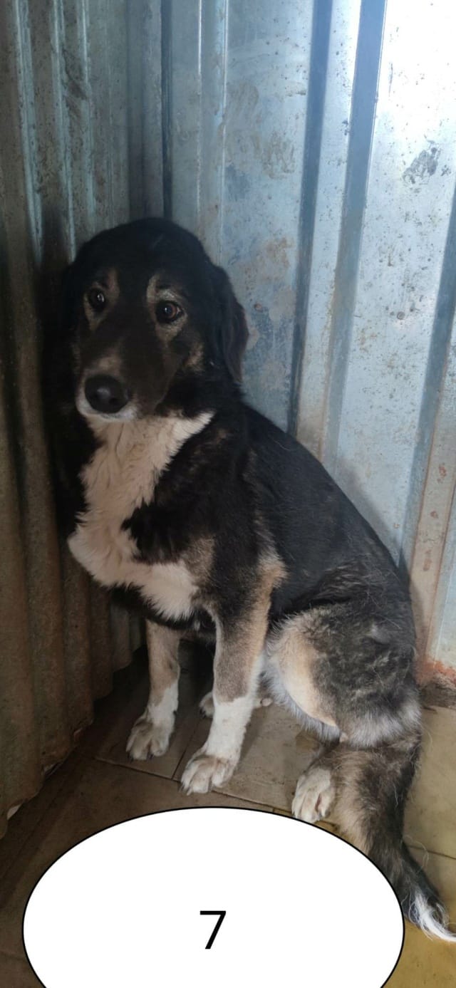 Steapa, chien à l'adoption