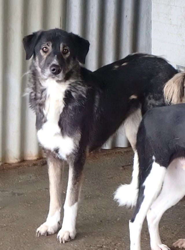 Steapa, chien à l'adoption