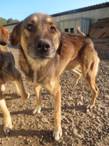 Stetson, chien à l'adoption
