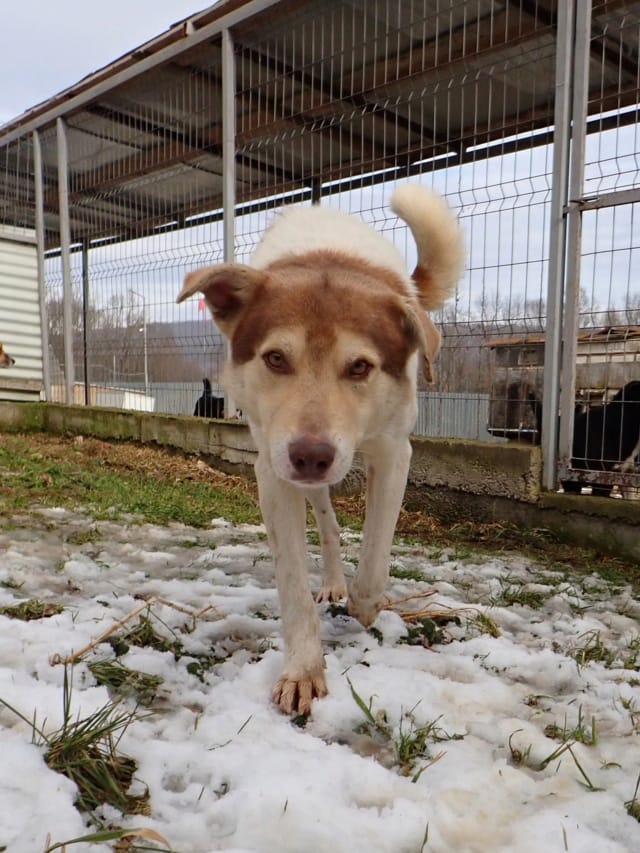 Stitch, chien à l'adoption