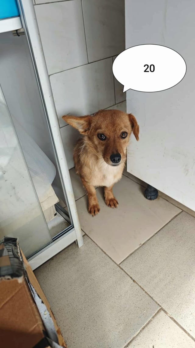 Stuka, chien à l'adoption