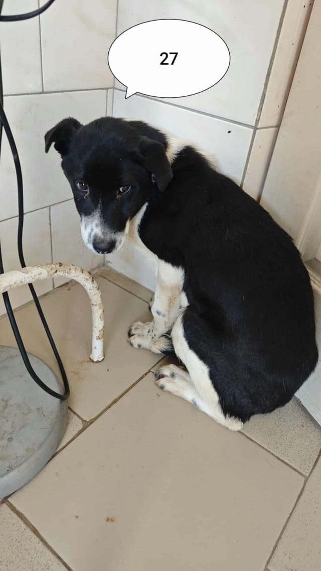 Suchy, chien à l'adoption