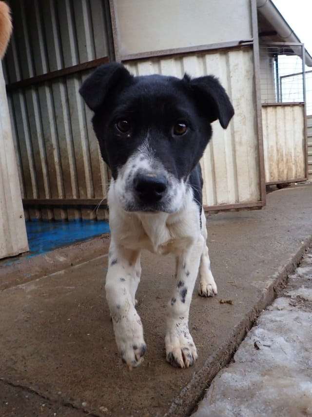 Suchy, chien à l'adoption