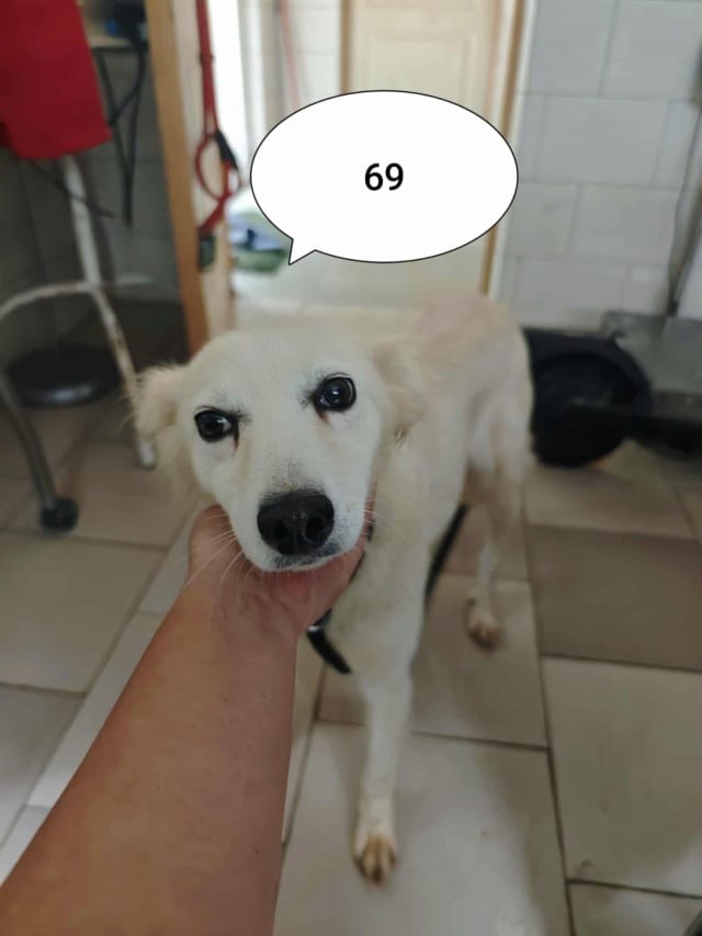 Sumi, chien à l'adoption