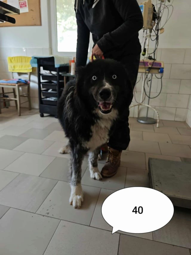 Sunjka, chien à l'adoption