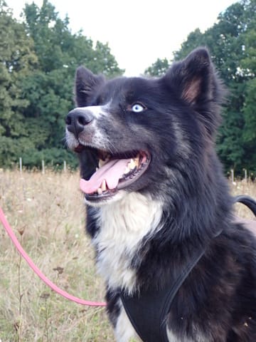 Sunjka, chien à l'adoption