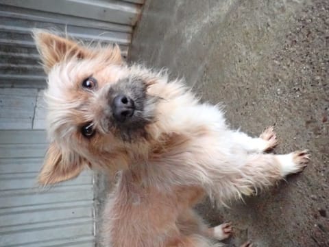 Surimi, chien à l'adoption