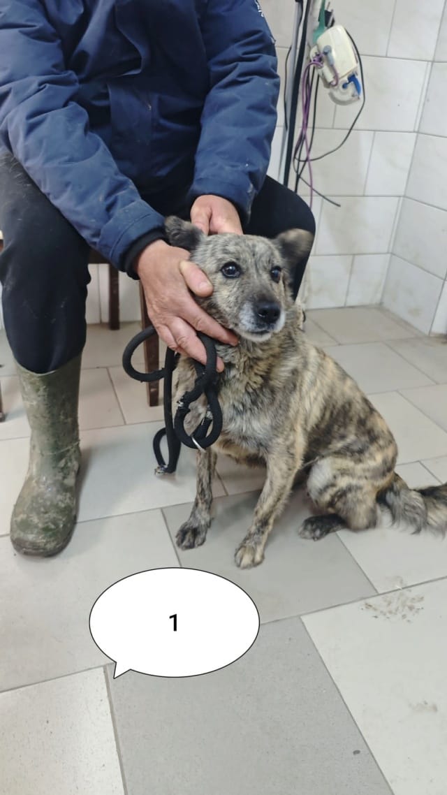 Sylka, chien à l'adoption