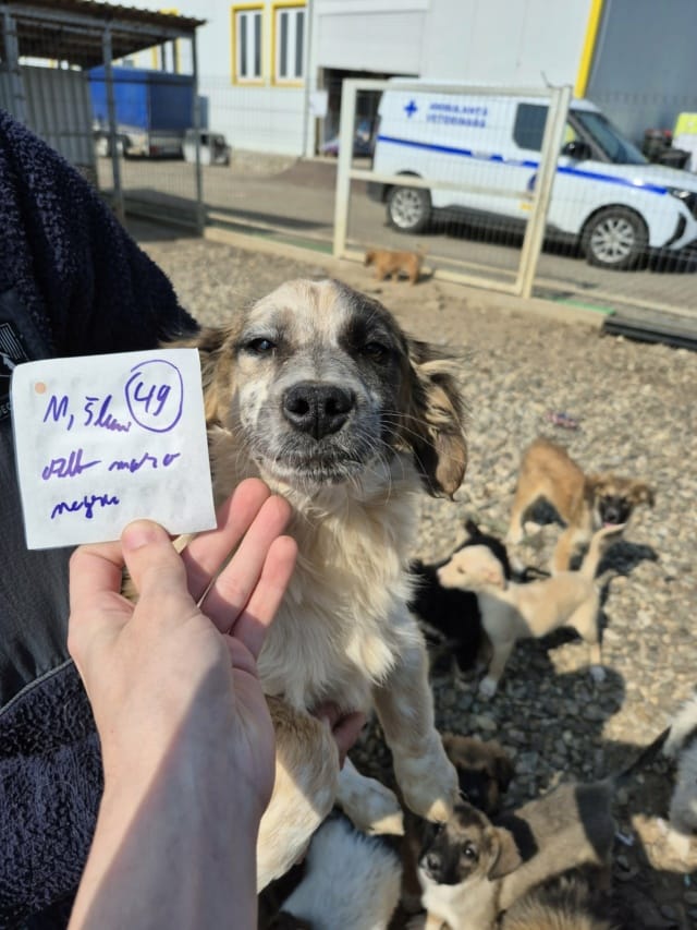 Sylvanus, chien à l'adoption