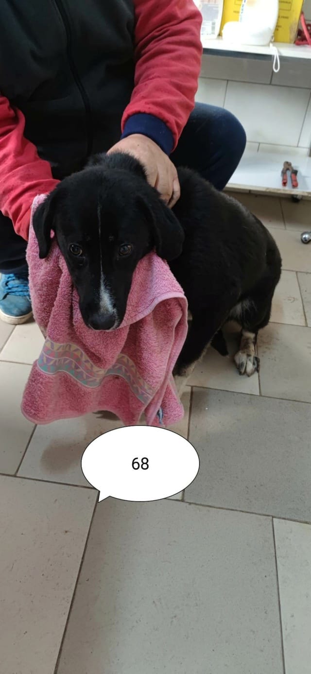 Symphonie, chien à l'adoption