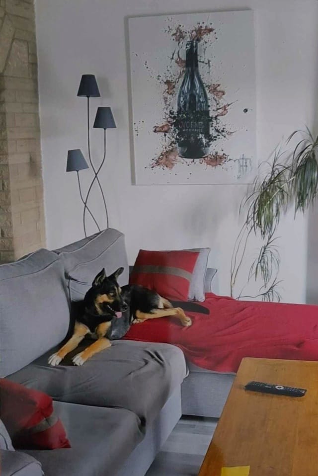 Taco, chien à l'adoption