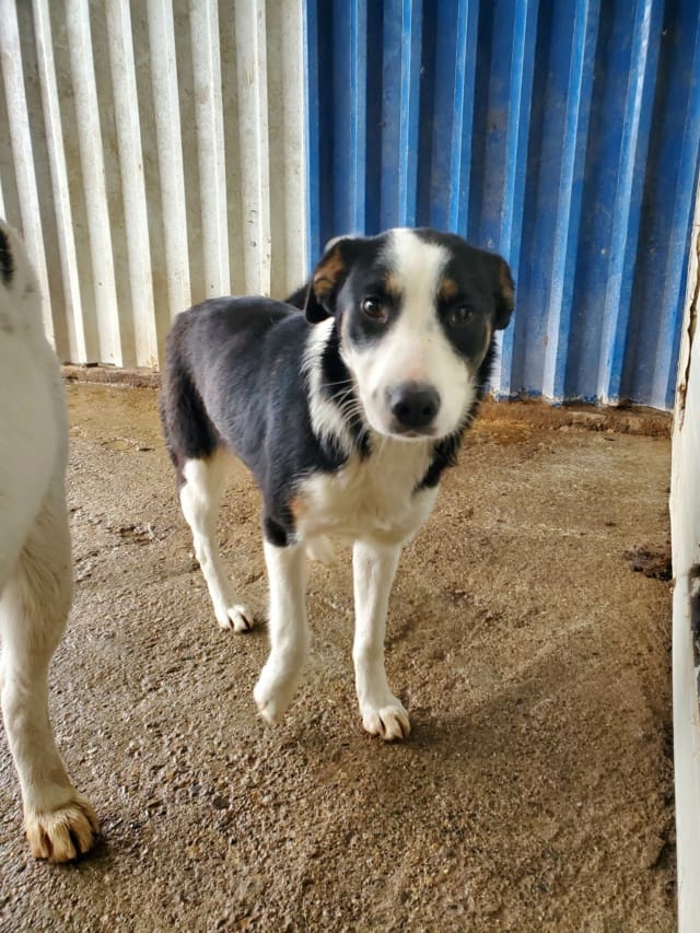 Taïga, chien à l'adoption