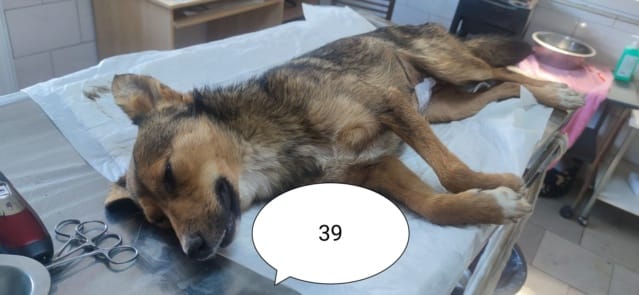 Talie, chien à l'adoption