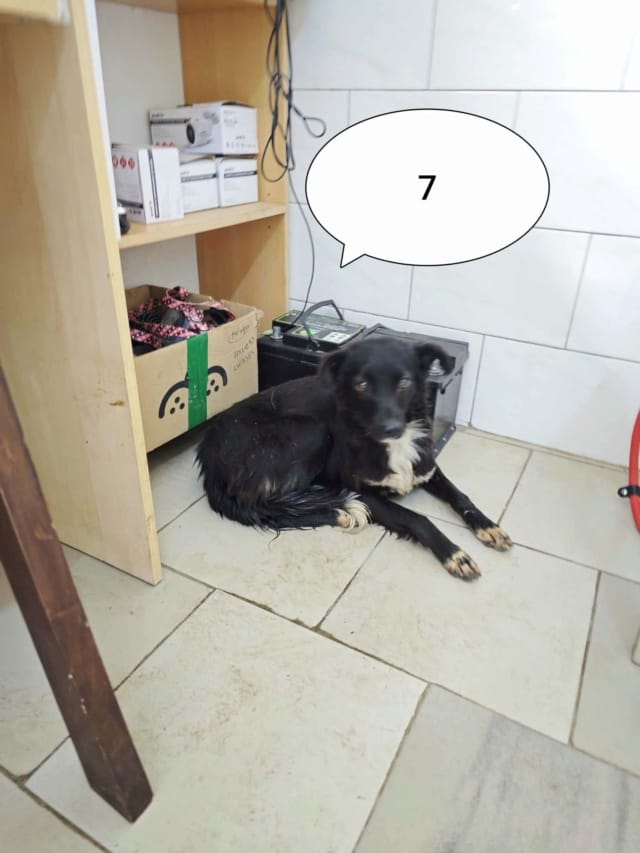 Talonne, chien à l'adoption