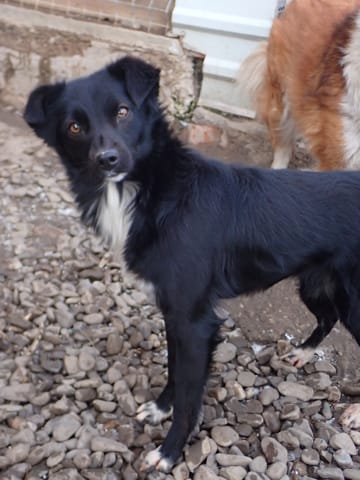 Talonne, chien à l'adoption