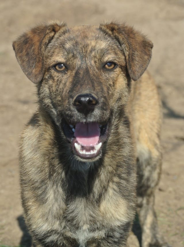 Tarot, chien à l'adoption