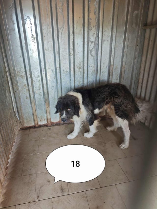 Tauriel, chien à l'adoption