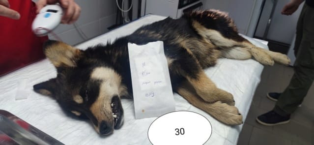 Tayzen, chien à l'adoption