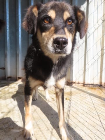 Tayzen, chien à l'adoption