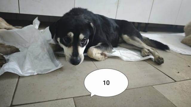 Teddie, chien à l'adoption